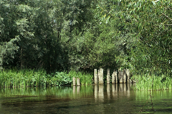 View of a river with green vegetation